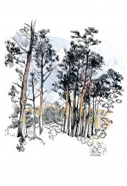 Pines of Lacanau